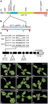 The unequal functional redundancy of Arabidopsis INCURVATA11 and CUPULIFORMIS2 is not dependent on genetic background
